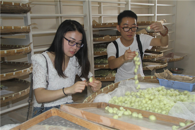 集团团委带领青年新员工走进苏豪蚕种基地